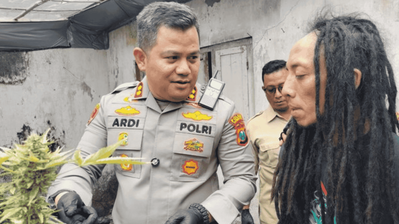 Kontrakan Disulap Jadi “Greenhouse” Ganja di Jombang, Polisi Sita 110 Batang dan 5,3 Kg Barang Bukti