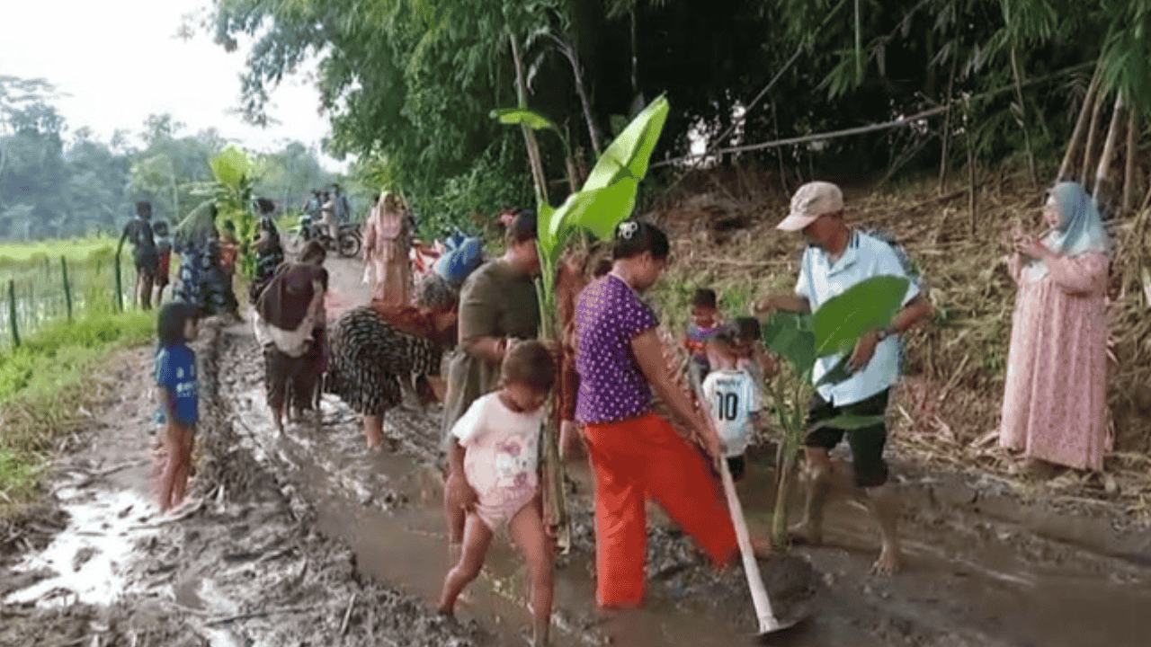 Kesal Jalan Tak Kunjung Diperbaiki, Warga Lebak Tanam Pisang dan Padi di Tengah Aspal Rusak