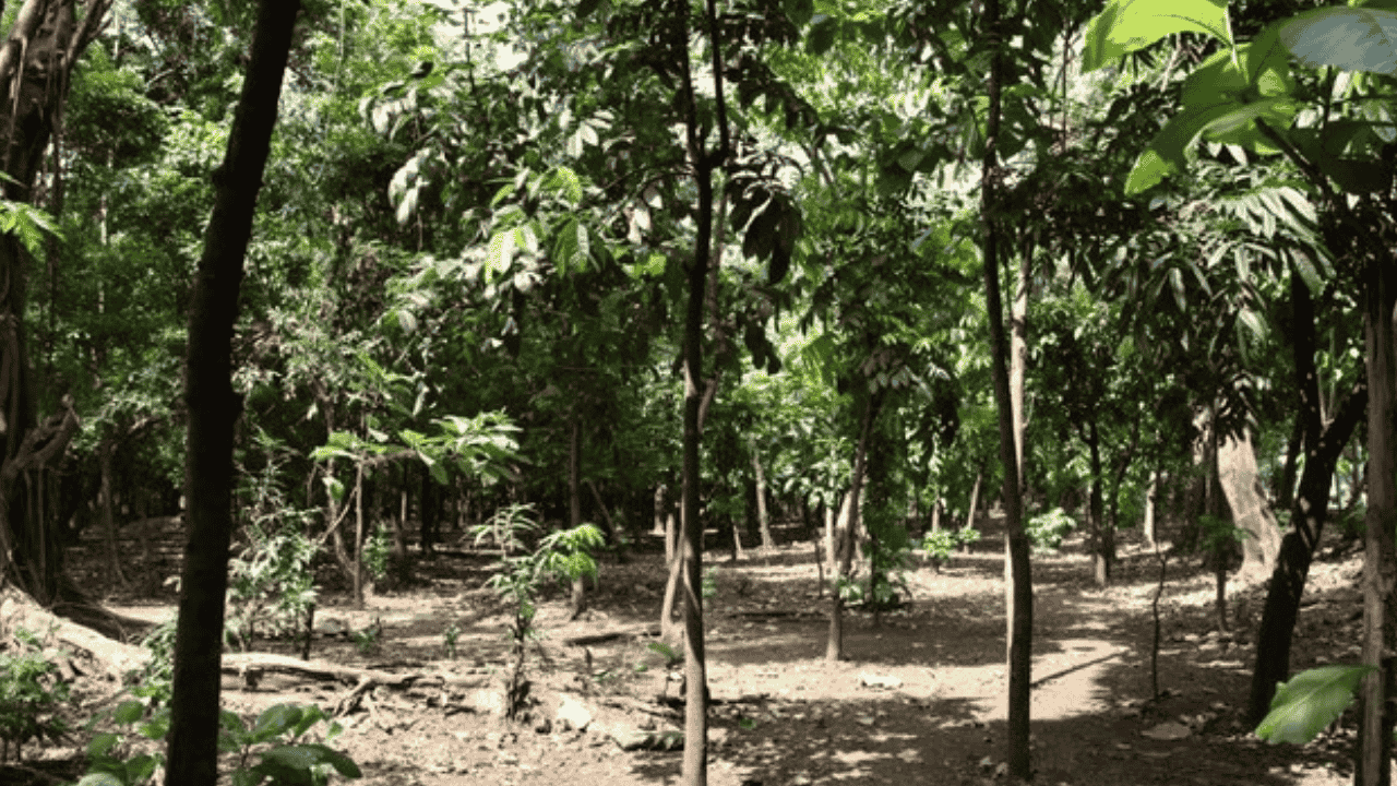Hutan Kota Cawang Disorot Warga, Pemkot Jaktim Cor Permanen Dua Jalur “Tembus” yang Disinyalir Jadi Titik Asusila