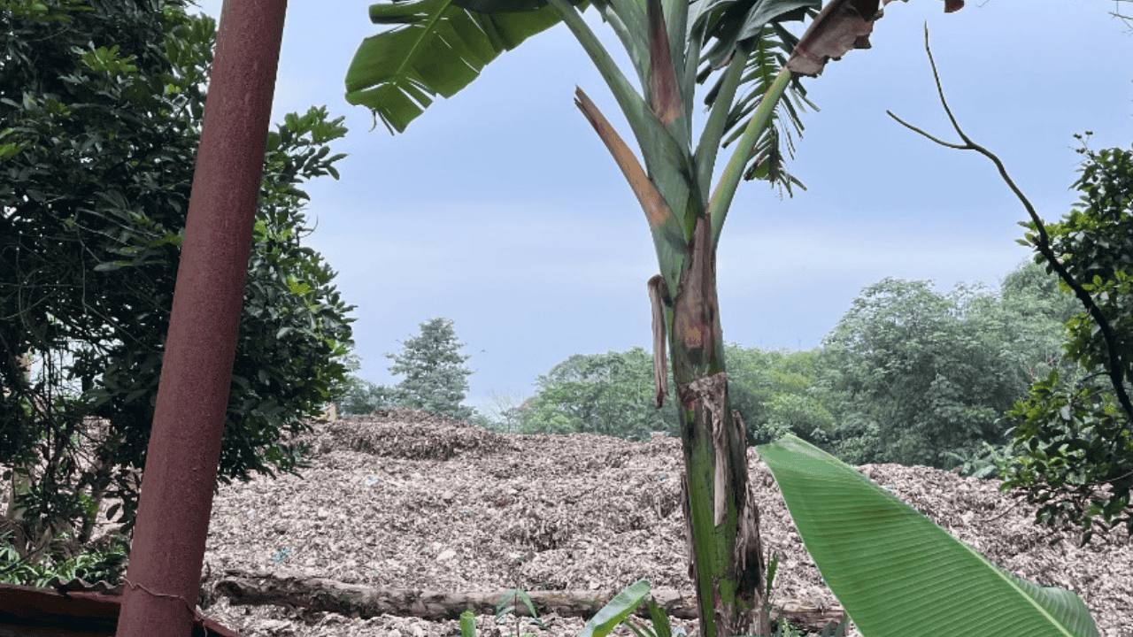 Darurat Sampah Tangsel Meledak ke Mana-mana, Warga Sekitar TPA Cipeucang Bayar Mahal Krisis yang Menahun