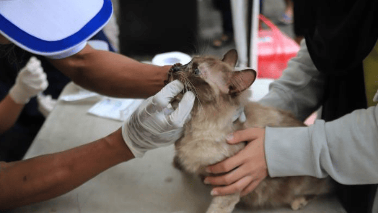 Vaksin Rabies Gratis HUT ke-33 Kota Tangerang Diserbu, Kuota Harian Ludes 1-2 Jam
