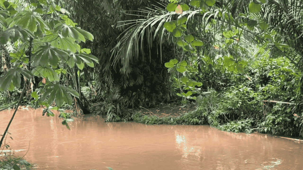 Buaya ‘Lisa’ 1,5 Meter Bikin Resah SMAN 5 Depok, Sekolah Minta Dievakuasi: “Khawatir Anak-anak Tidak Mengetahui”