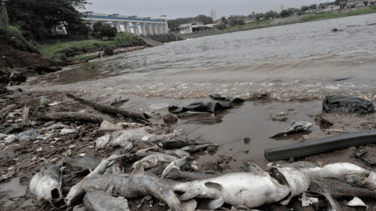 Warga Akui Ikan Cisadane Berbau Solar Usai Kebakaran Pabrik Pestisida, Dinkes Minta Stop Konsumsi