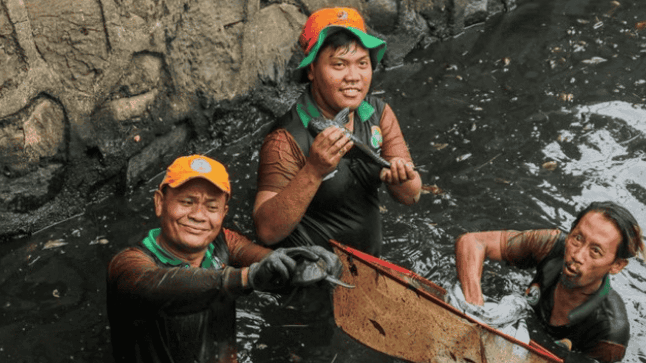 Hampir 7 Ton Disapu Bersih! Jakarta Tangkap 68 Ribu Ikan Sapu-Sapu dalam Sehari