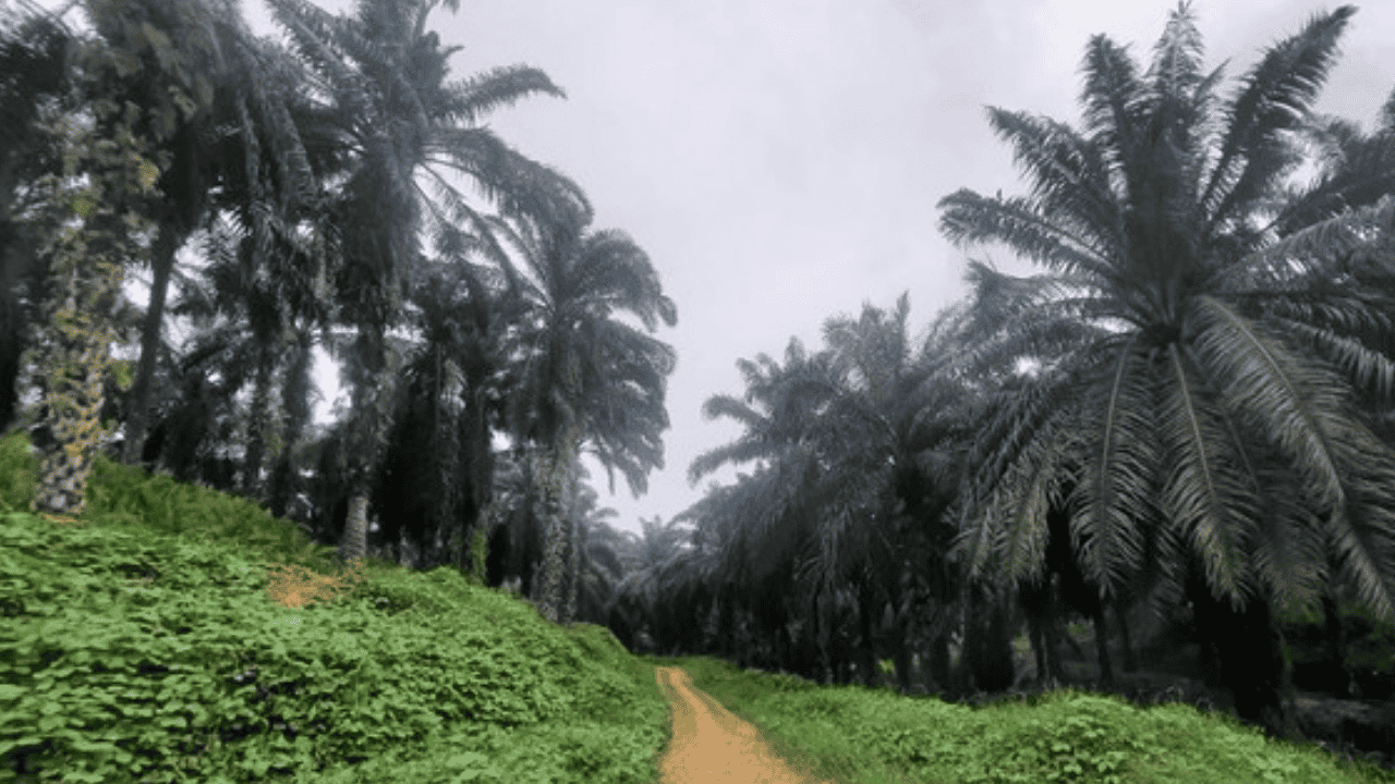 Resmi! Dedi Mulyadi “Stop Total” Sawit di Jabar: Dilarang Tanam Baru, Kebun yang Sudah Ada Diminta Alih Komoditas